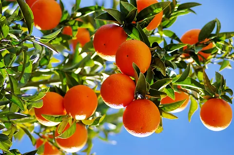 naranjas